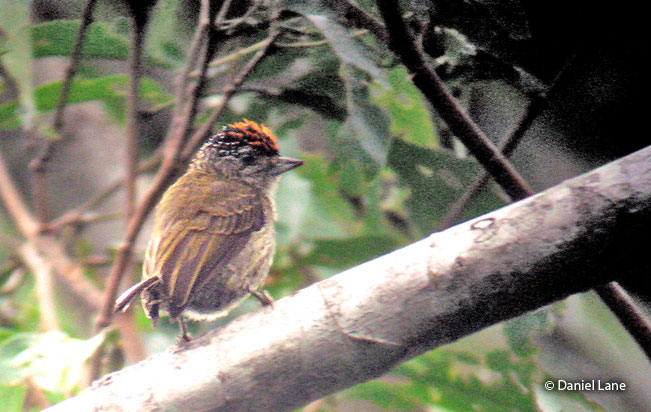 fine-barred_piculet
