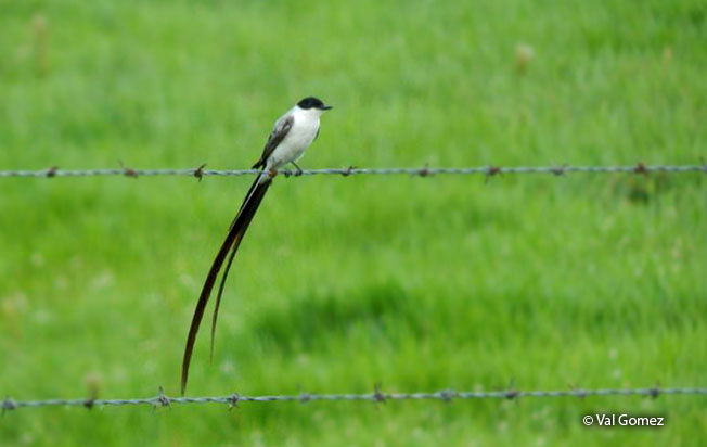 fork-tailed_flycatcher