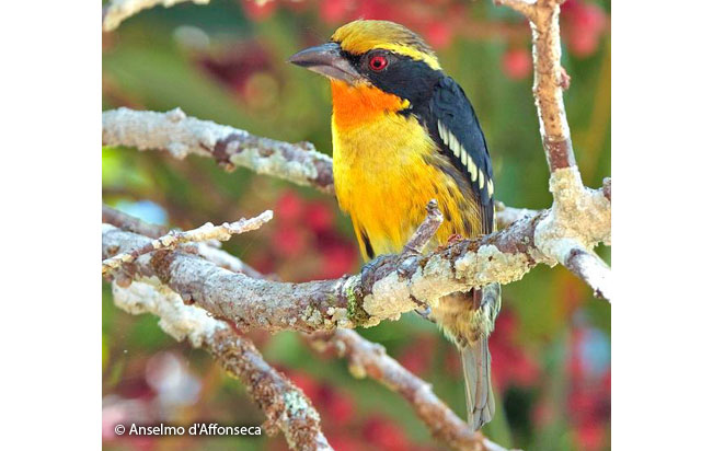 gilded_barbet