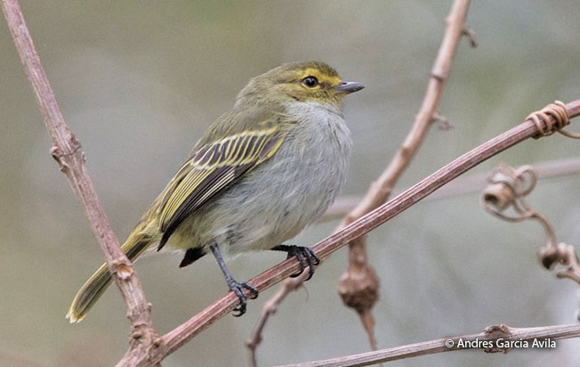 golden-faced_tyrannulet