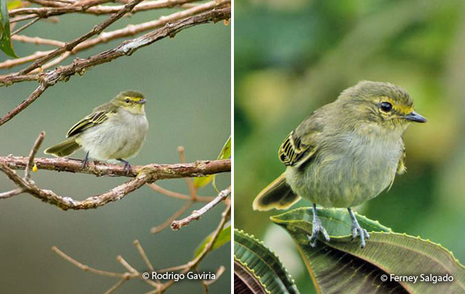 golden-faced_tyrannulet