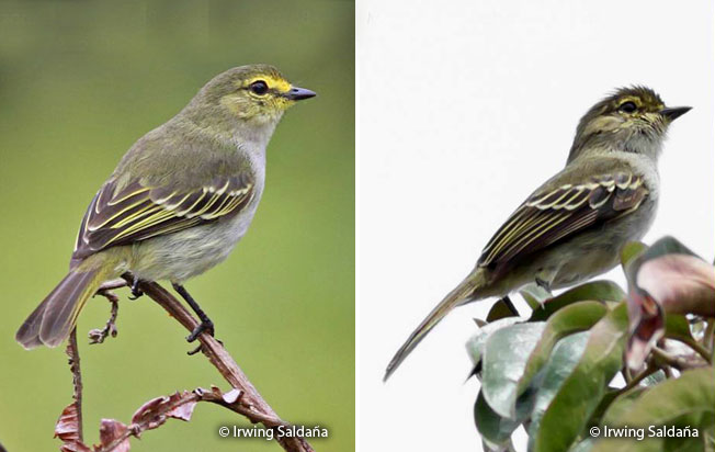 golden-faced_tyrannulet