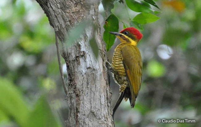 golden-green_woodpecker