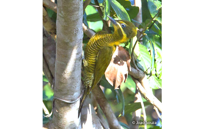 golden-green_woodpecker