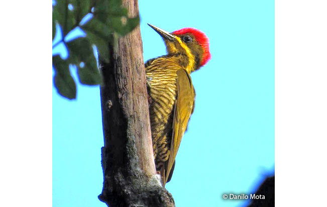 golden-green_woodpecker