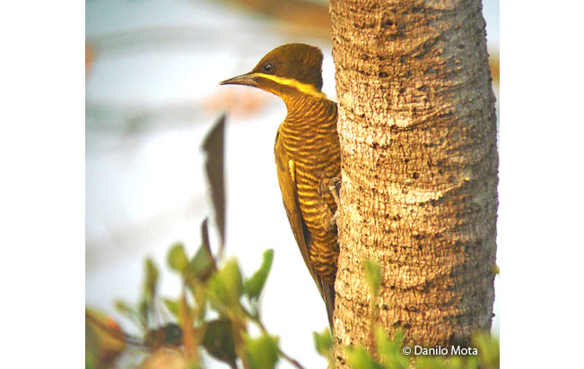 golden-green_woodpecker