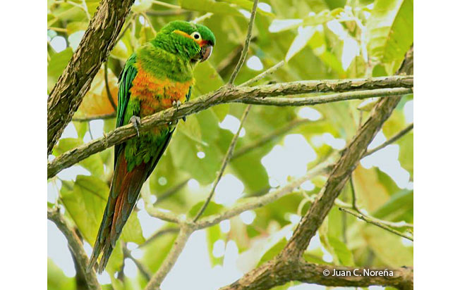 golden-plumed_parakeet