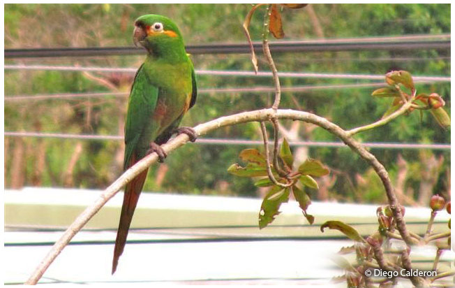 golden-plumed_parakeet
