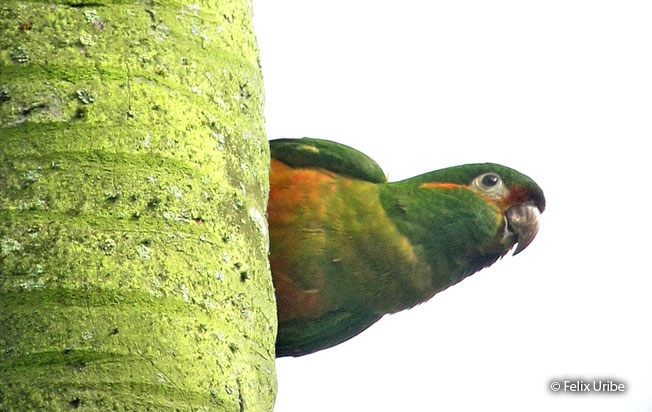 golden-plumed_parakeet