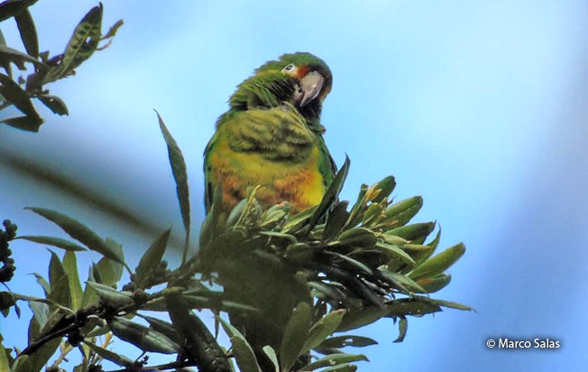 golden-plumed_parakeet