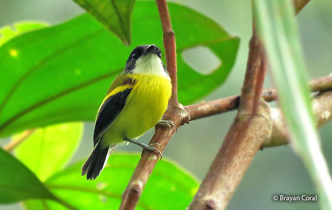 golden-winged_tody-flycatcher