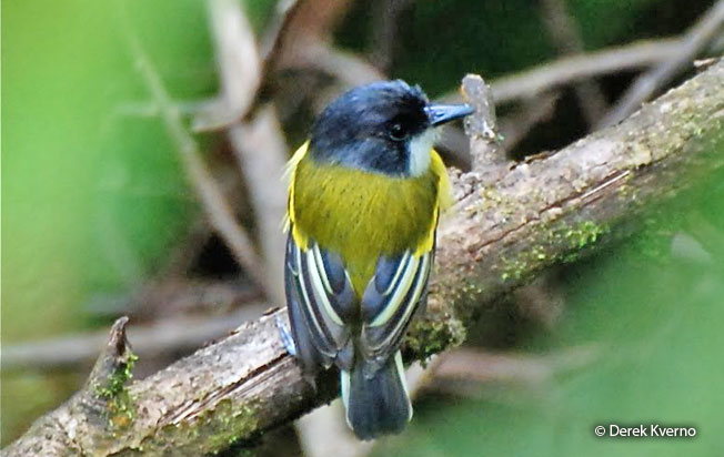 golden-winged_tody-flycatcher