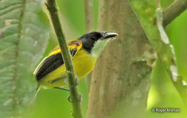golden-winged_tody-flycatcher