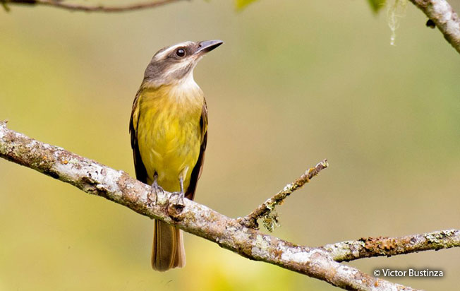 golden_crowned_flycatcher