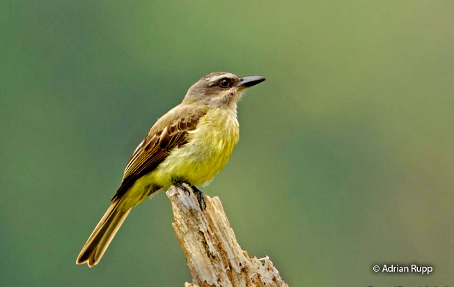 golden_crowned_flycatcher