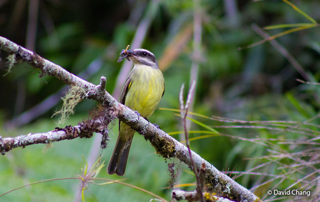 golden_crowned_flycatcher