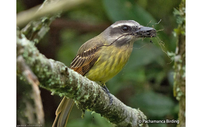 golden_crowned_flycatcher