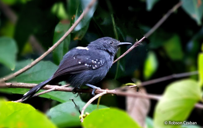 gray_antbird