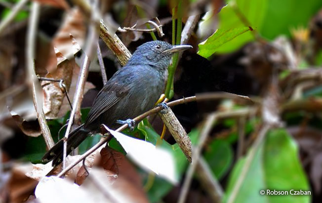 gray_antbird