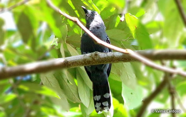 gray_antbird