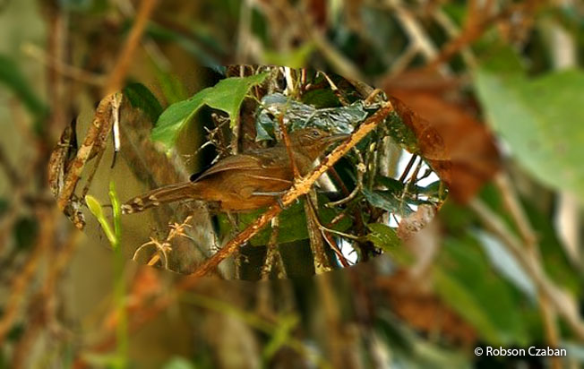 gray_antbird