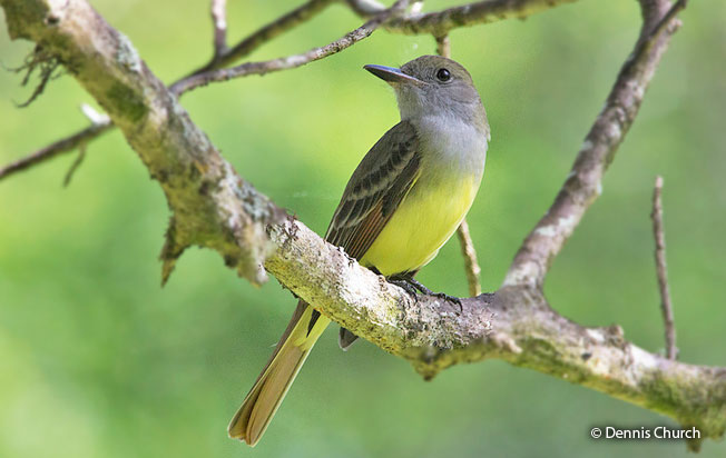 great-crested_flycatcher