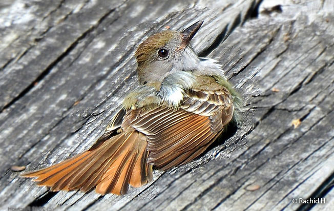 great-crested_flycatcher