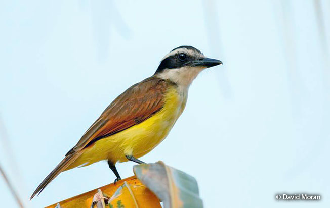 great_kiskadee