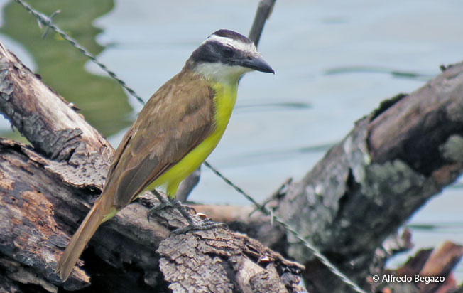 great_kiskadee