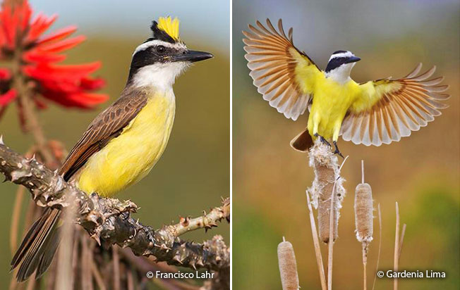 Great Kiskadee Pitangus Sulphuratus Peru Aves Great Kiskadee Pitangus Sulphuratus Peru Aves