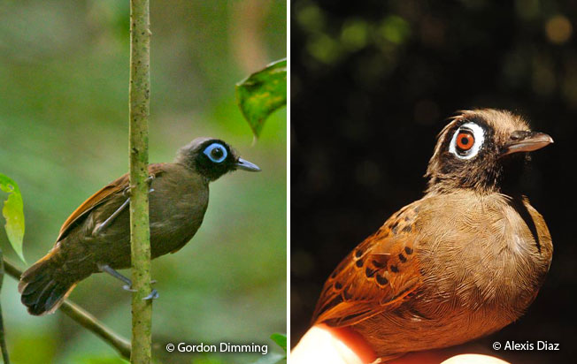 hairy-crested_antbird