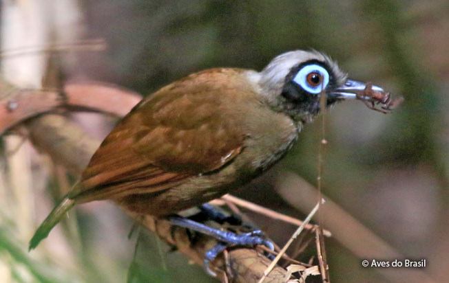 hairy-crested_antbird