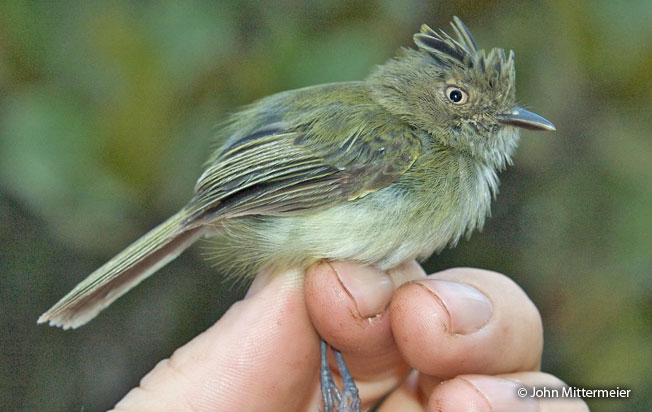 helmeted_pygmy-tyrant