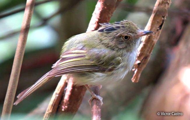 helmeted_pygmy-tyrant