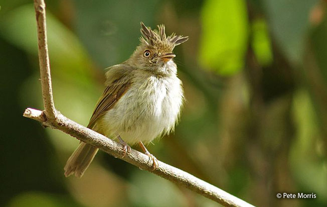 helmeted_pygmy-tyrant