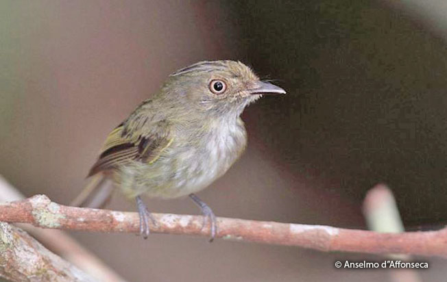 helmeted_pygmy-tyrant