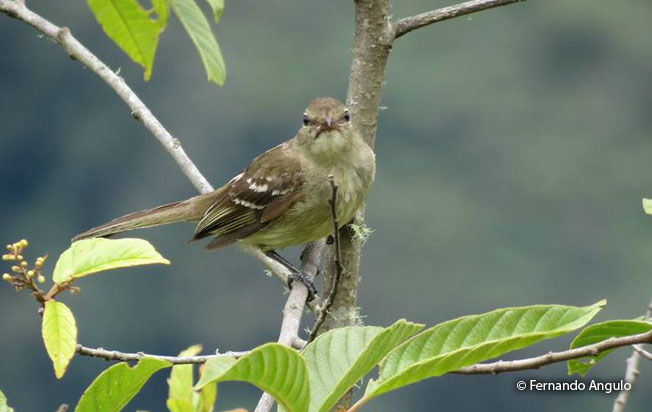 highland_elaenia