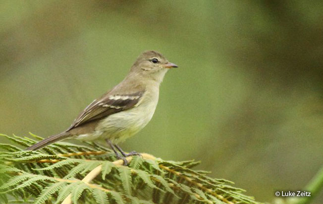 highland_elaenia
