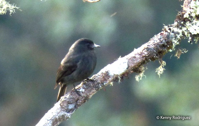 jelski's_black_tyrant