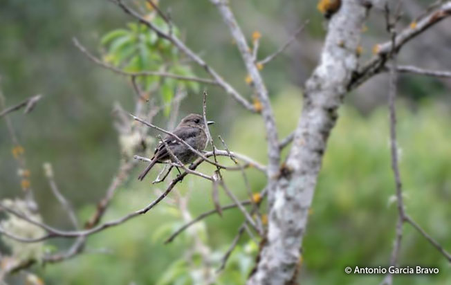 jelski's_black_tyrant