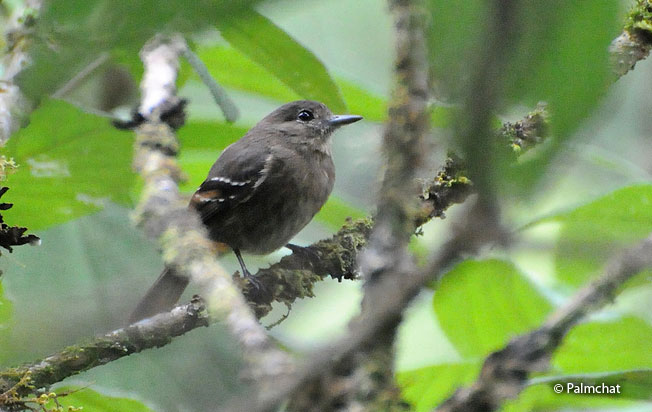 jelski's_black_tyrant