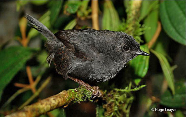rufous-vented tapaculo