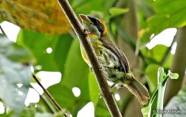lemon-throated_barbet