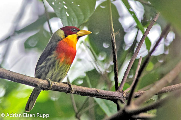 lemon-throated_barbet