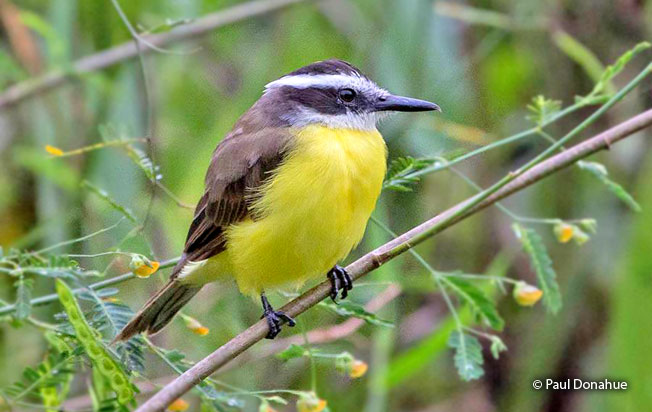 lesser_kiskadee