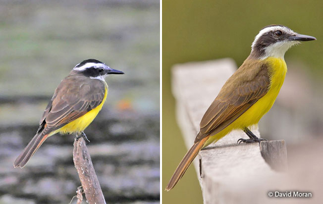 lesser_kiskadee