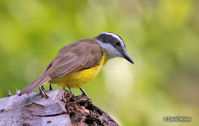 lesser_kiskadee