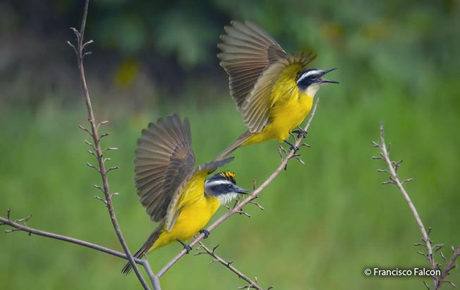 lesser_kiskadee