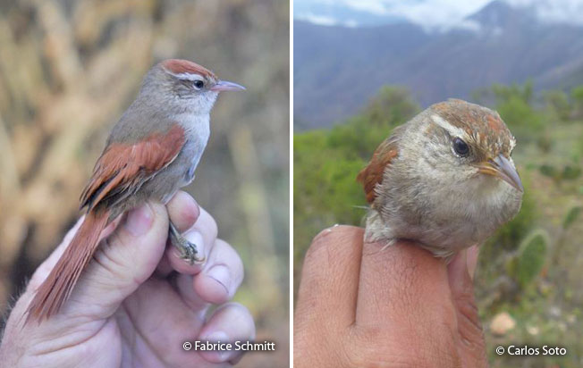 line-cheeked_spinetail