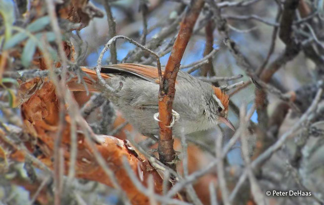 line-cheeked_spinetail